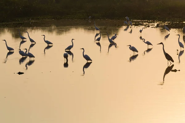 Vögel spiegelten sich auf dem Wasser wider. Brasilianische Tierwelt — Stockfoto
