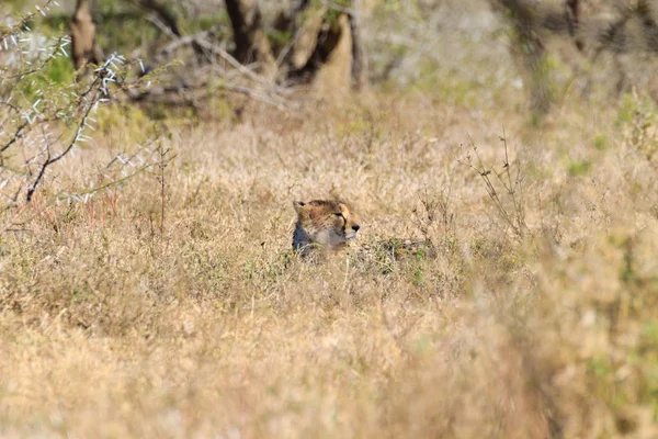 Cheetah Güney Afrika'dan kapat