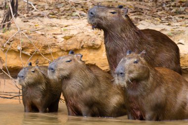 Capibara sürüsü Pantanal, Brezilya