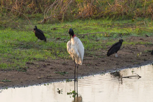 Jabiru leylek kuş Pantanal doğada üzerinde — Stok fotoğraf