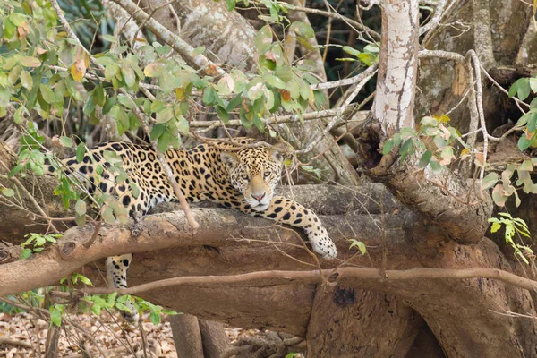 Jaguar de Pantanal, Brazil —  Fotos de Stock