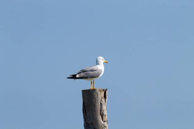 Palisade üzerinde martı duran