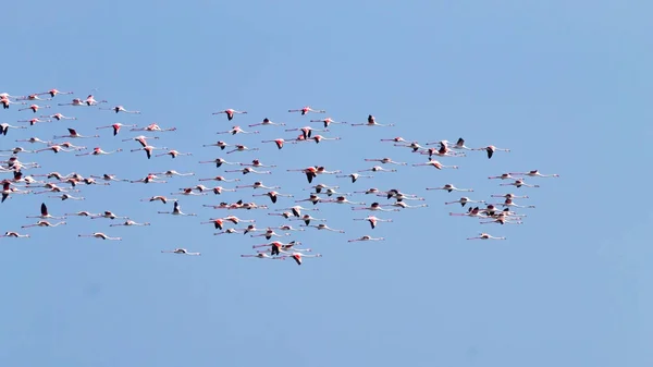 Nyáj rózsaszín flamingók. Po folyó lagoon — Stock Fotó