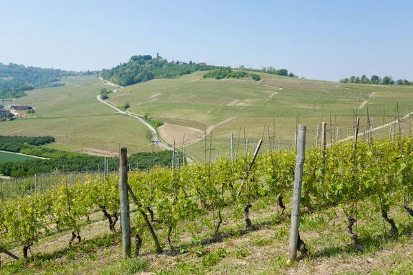 Paisagem com vinhas de Langhe, agricultura italiana — Fotografia de Stock