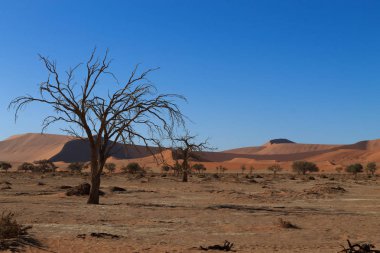 Ölüm ağacı gizli Vlei