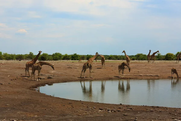 Rebanho de girafas — Fotografia de Stock