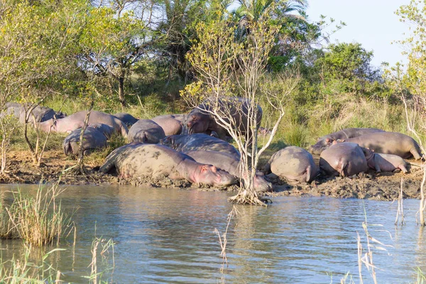 Herde schlafender Flusspferde, isimangaliso-Feuchtgebietspark, Südafrika — Stockfoto