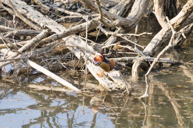 Mandarin ördeği Sile Nehri, İtalya yakın çekim