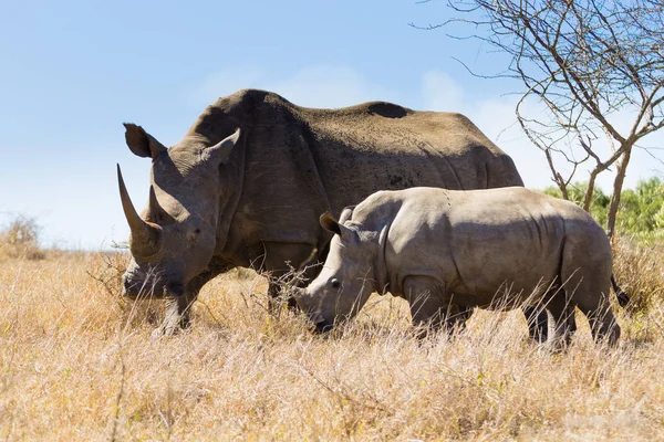 Rinoceronte branco com cachorro, África do Sul — Fotografia de Stock