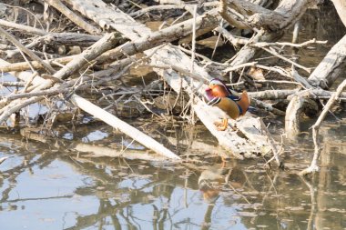 Mandarin ördeği Sile Nehri, İtalya yakın çekim