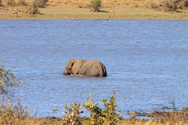 Slon od národního parku Kruger, Loxodonta africana — Stock fotografie