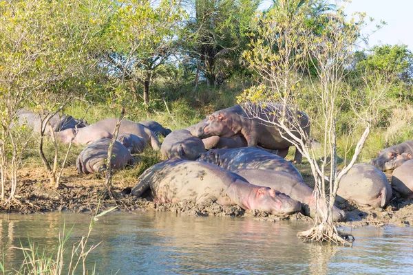 Manada de hipopótamos durmiendo, Isimangaliso Wetland Park, Sudáfrica — Foto de Stock