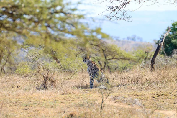 Cheetah Güney Afrika'dan kapat — Stok fotoğraf
