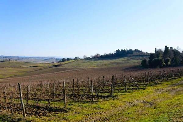 Fileiras de vinhas de colinas da Toscana — Fotografia de Stock