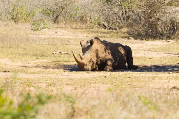 Nosorožec Tuponosý Spí Pod Stromem Regionu Hluhluwe Imfolozi Park Jihoafrická — Stock fotografie