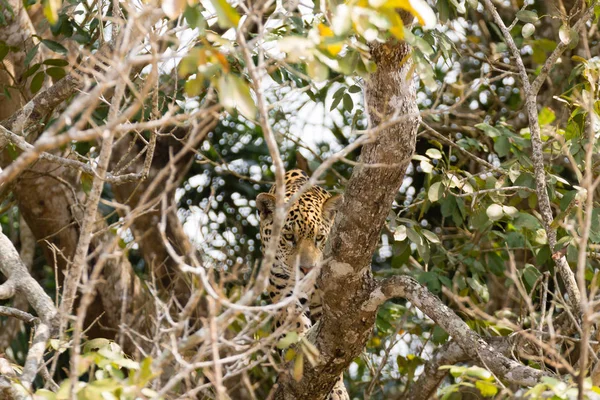 Jaguar Sulla Riva Del Fiume Pantanal Brasile Selvaggio Felino Brasiliano — Foto Stock