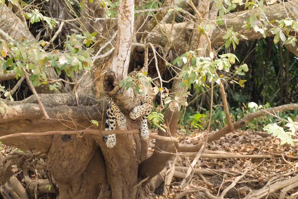 来自巴西潘坦那尔河岸边的美洲虎野生的巴西猫 自然和野生生物 — 图库照片