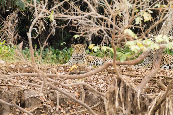 Jaguar Aan Oever Van Rivier Vanuit Pantanal Brazilië Wilde Braziliaanse — Stockfoto