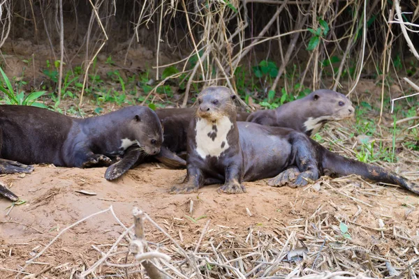 Brezilya, Pantanal sulak alanından gelen dev su samuru. Brezilya yaban hayatı. Pteronura brasiliensis