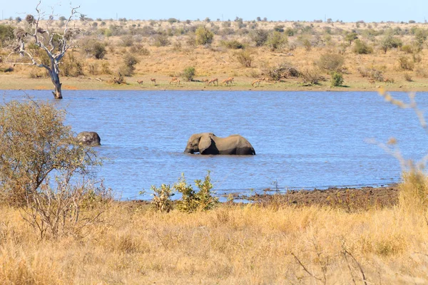 Slon od národního parku Kruger, Loxodonta africana — Stock fotografie