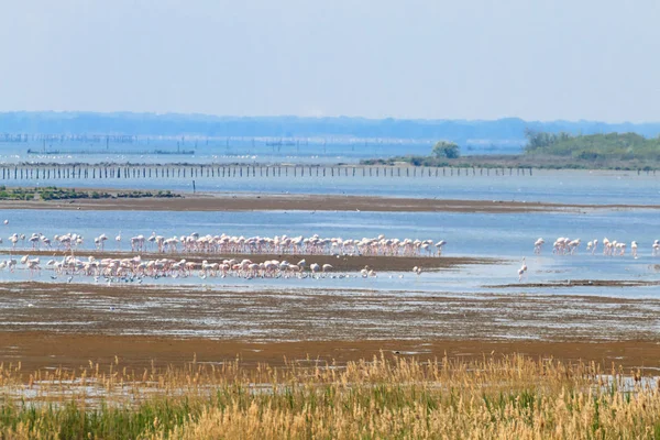 Pembe flamingolar sürü. Po Nehri lagoon — Stok fotoğraf