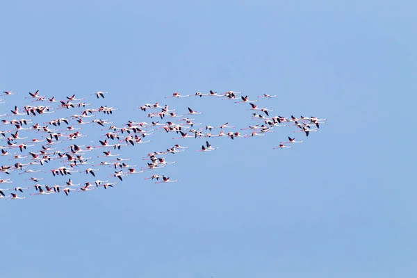 Nyáj rózsaszín flamingók. Po folyó lagoon — Stock Fotó