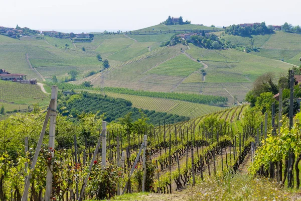 Landschaft mit Weinbergen aus langhe, italienischer Landwirtschaft — Stockfoto
