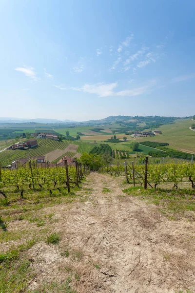 Paisagem com vinhas de Langhe, agricultura italiana — Fotografia de Stock