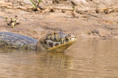 Pantanal, Brezilya üzerinde yüzen caiman