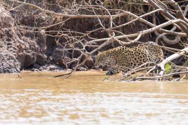 Jaguar Pantanal, Brezilya