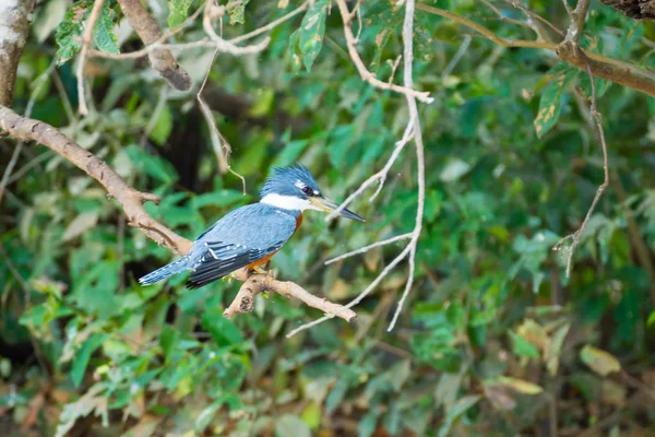 Kingfisher annelé sur la nature à Pantanal, Brésil — Photo