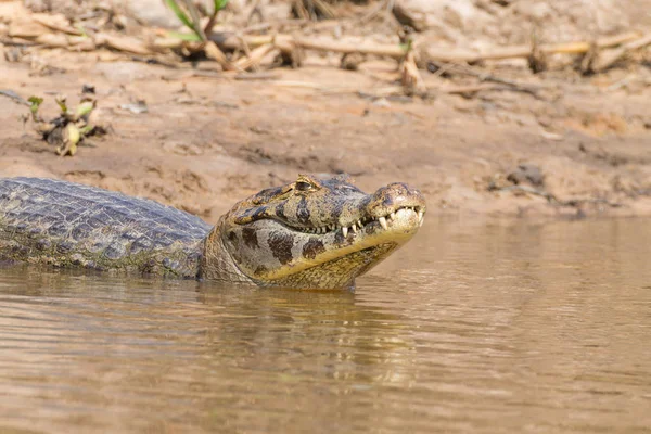 카이만 Pantanal, 브라질에 떠 있는 — 스톡 사진