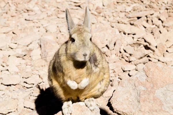 최대, 볼리비아 남부 viscacha 가까이 — 스톡 사진