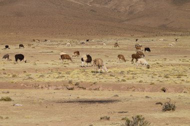 Bolivya Lama Bolivya yetiştirme,