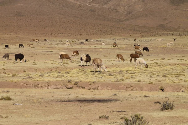 Bolivya Lama Bolivya yetiştirme,