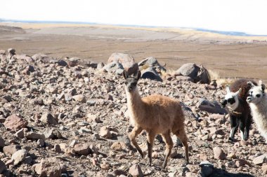 Bolivya Lama Bolivya yetiştirme,