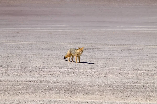 Andes fox dicht omhoog, Bolivia — Stockfoto