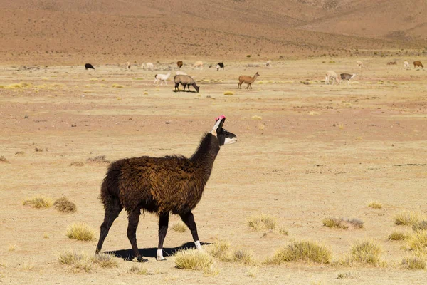 Bolivian llama breeding,Bolivia — Stock Photo, Image