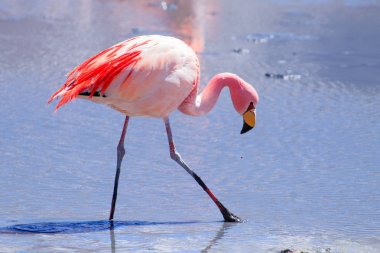 Laguna Hedionda flamingoları, Bolivya