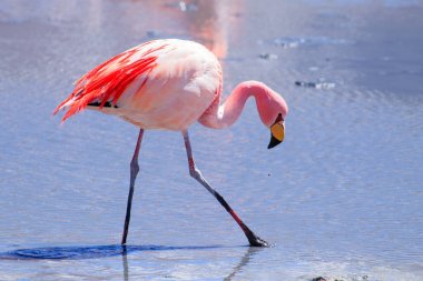Laguna Hedionda flamingos, Bolivia clipart