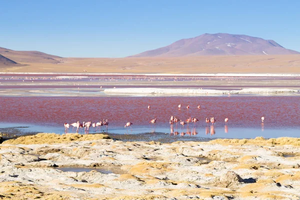 Laguna Colorada Flamingos, Βολιβία — Φωτογραφία Αρχείου