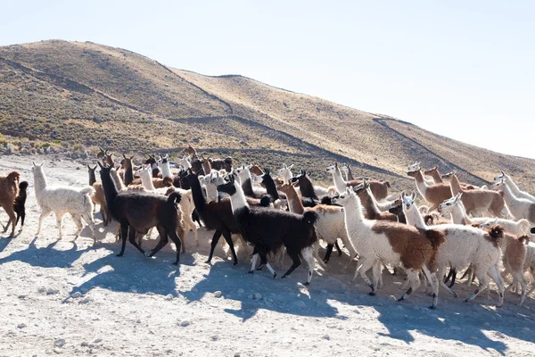 Bolivian llama breeding,Bolivia — Stock Photo, Image