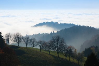 Ağaçlar Sonbahar sezonu arka planda