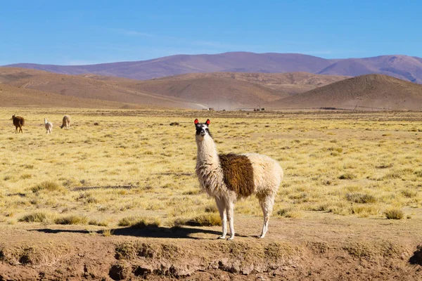 Bolivijský Lama chov, Bolívie — Stock fotografie