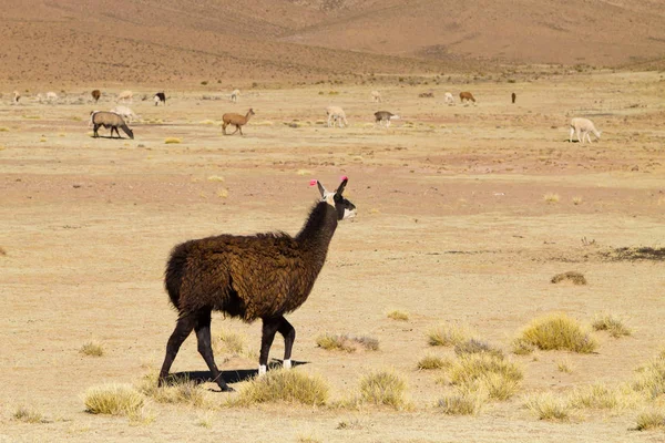 Bolivian llama breeding,Bolivia — Stock Photo, Image