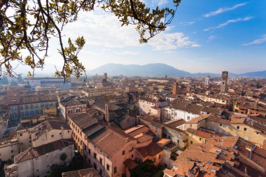 Lucca görünümü Guinigi Tower.