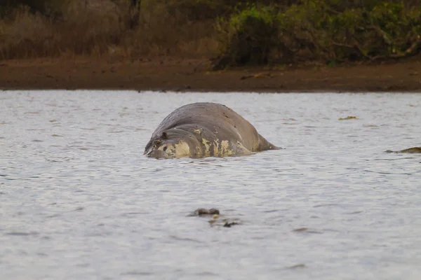 Hipopótamo morto no lago Kruger — Fotografia de Stock