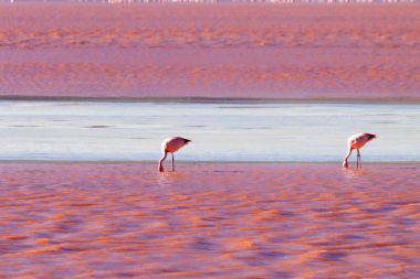 Laguna Colorada flamingos, Bolivia