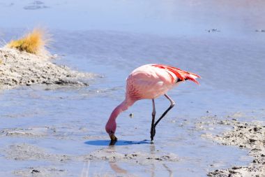 Laguna Hedionda flamingoları, Bolivya