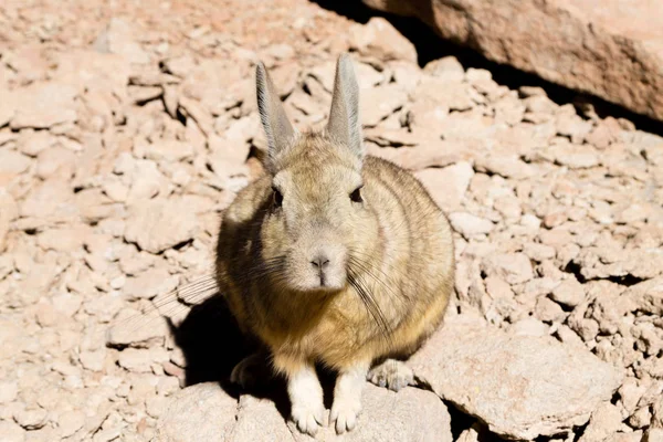 최대, 볼리비아 남부 viscacha 가까이 — 스톡 사진